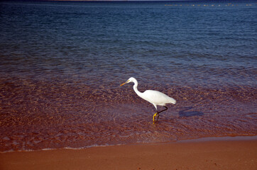 White heron in Egypt, Sharm El Sheikh
