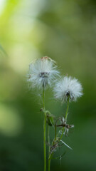 dandelion seeds on green