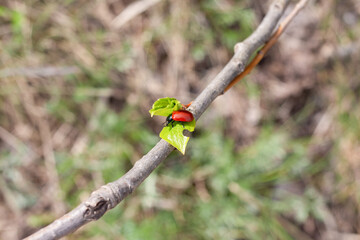 small red beetle eating a young spring leaf on a blurred background