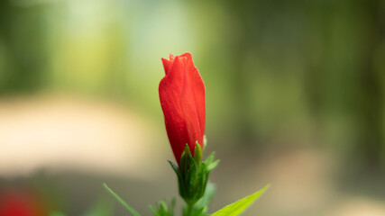 red tulip flower
