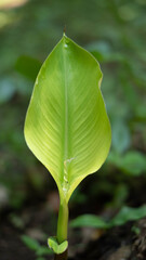 close up of a green leaf