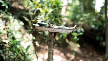 bird in the forest