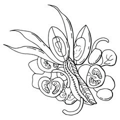 Nicoise salad. French cuisine. Line art. White background, isolate. Vector illustration.