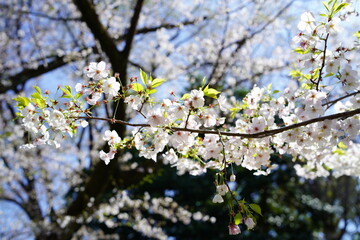 青空に向かって咲く桜の花