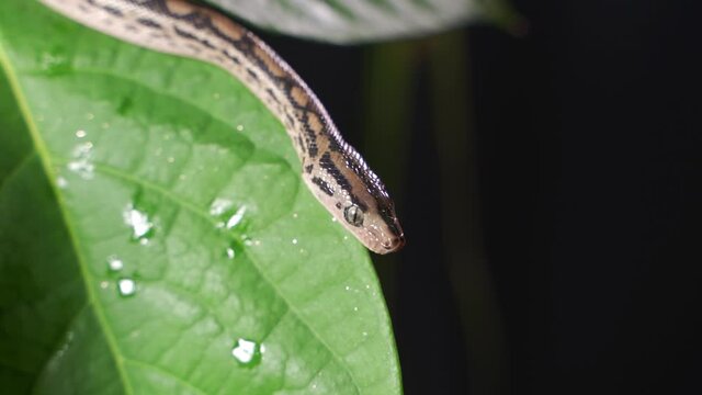 The Python quickly crawls along the branches of trees in search of prey. Animal wildlife background concept and free space for text.