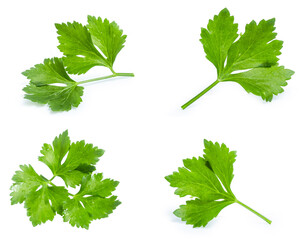 collection mix set celery isolated on white background