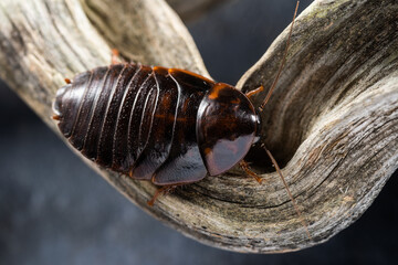 Large cockroach sits on a tree trunk