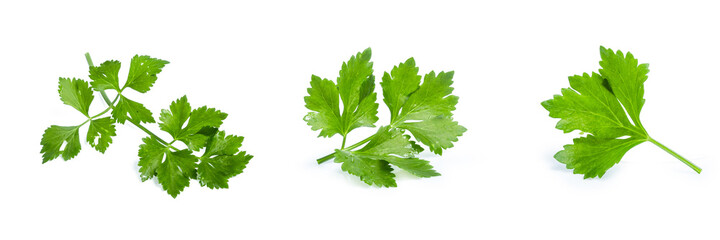 collection mix set celery isolated on white background