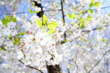 青空に向かって咲く桜の花