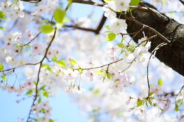 青空に向かって咲く桜の花
