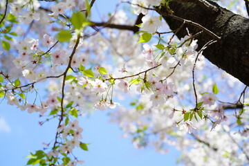 青空に向かって咲く桜の花