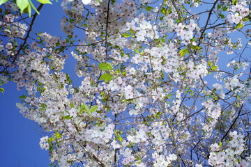 青空に向かって咲く桜の花