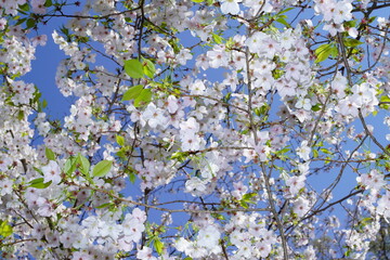 青空に向かって咲く桜の花