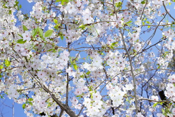 青空に向かって咲く桜の花