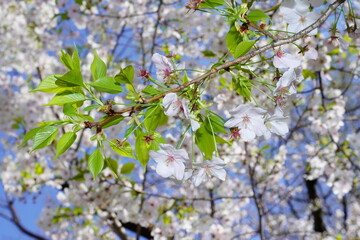 青空に向かって咲く桜の花