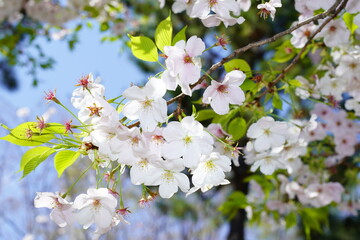 青空に向かって咲く桜の花