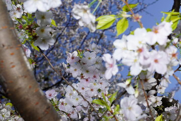 青空に向かって咲く桜の花
