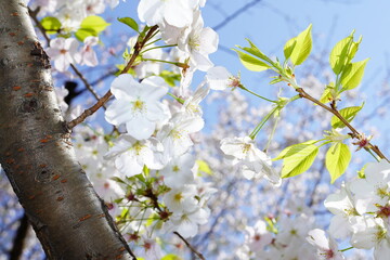 青空に向かって咲く桜の花