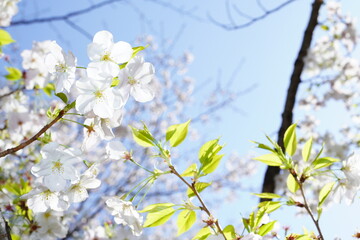 青空に向かって咲く桜の花