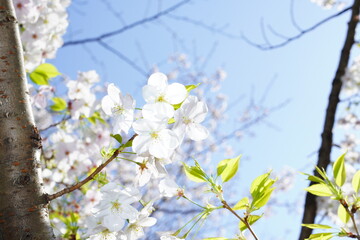 青空に向かって咲く桜の花
