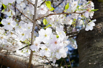 青空に向かって咲く桜の花