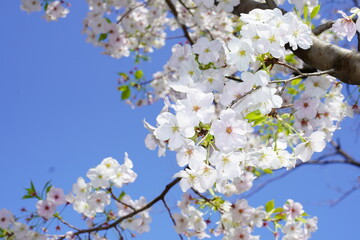 青空に向かって咲く桜の花