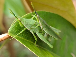 grasshopper on leaf