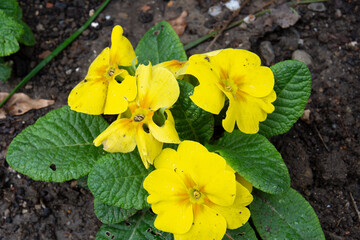 Primula vulgaris, common primrose, is a flowering plant species in the Primulaceae family native to western and southern Europe, northwest Africa and parts of southwest Asia.