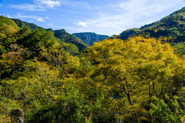 Beautiful green forest in the mountains with the blue sky background