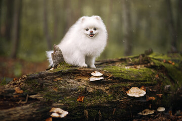 Image of pomeranian spitz in the garden. Cute white little dog outdoor.