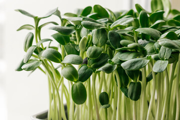 Close up of sunflower microgreens in a tray on the home windowsill.The concept of healthy...