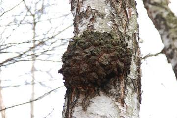 A large burr or burl on the trunk of a birch in the forest.