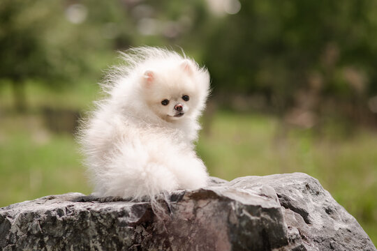 Image of pomeranian spitz in the garden. Cute white little dog outdoor.