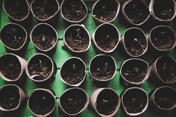 Tomaten-Pflanzen Keimlinge Anzucht