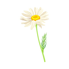 White Flower of Daisy or Bellis Perennis Plant on Green Stem with Leaf Vector Illustration