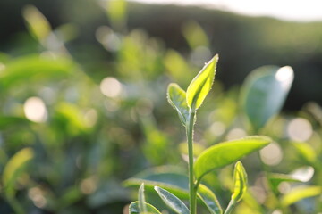 Green tea leaves in a tea plantation Closeup, Top of Green tea leaf in the morning