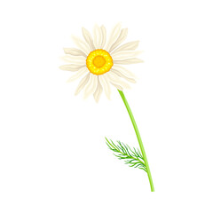 White Daisy Flower as Meadow Plant and Specie Vector Illustration