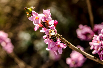 Branch with flowers of Daphne mezereum photographed in nature