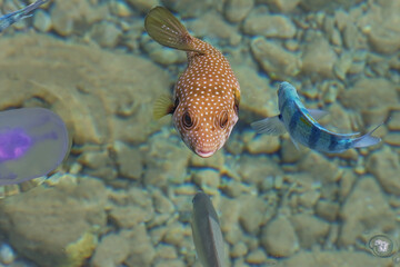 White-spotted puffer in the sea. The wonderful world of the Red Sea. Sea Scenery Travel photo