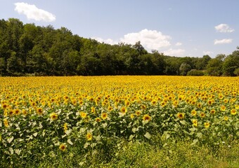 Field with sunflowers in Provence France
