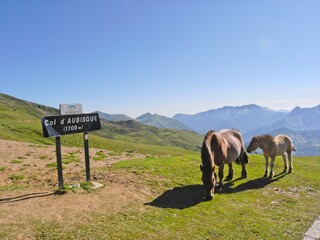 Horses grazing in Pyrenees mountains in France