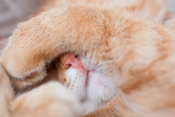Funny cat covered his nose with his paw. The cat feels a cold snap. Close-up photo. Selective focus on the animal's nose.