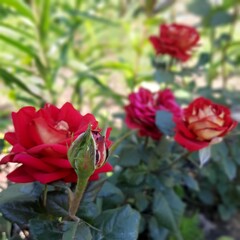 Obraz premium red rose in garden