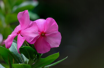 Pink of Catharanthus roseus,Madagascar periwinkle, bloom on a dark background.