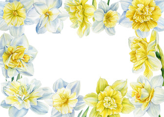 Frame of flowers daffodils on isolated on white background. Watercolor spring bouquet. Greeting card