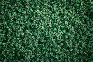 Soleirolia. a pattern of small green leaves. natural background