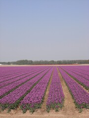 Fototapeta na wymiar Noordoostpolder Netherlands - 23 April 2011 - Road trip through fileds with tulips