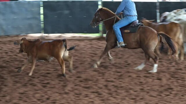 Horse and Rider In Cutting Competition