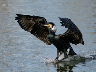 Great cormorant (Phalacrocorax carbo)