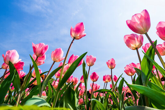 Beautiful tulips flower with the blue sky background